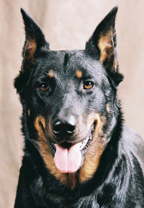 Birmane De Montclea (19)